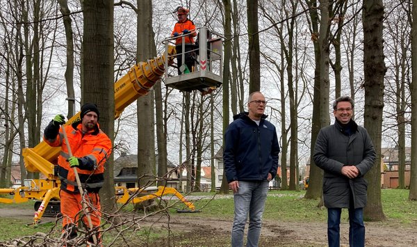 Kommunalbetrieb entfernt mehrere Hundert neue und alte Nester von Saatkrähen