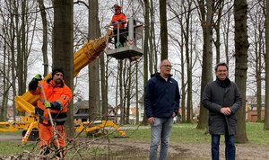 Kommunalbetrieb entfernt mehrere Hundert neue und alte Nester von Saatkrähen