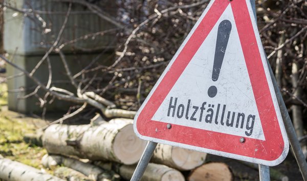Sicherheitsbedingte Baumfällung