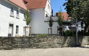 Verwaltung berät und begleitet Immobilieneigentümer in der Altstadt bei Neuanpflanzung oder Erhalt von Bäumen